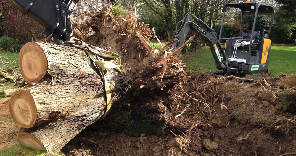 stump-removal-Adelaide