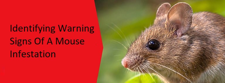 Identifying Warning Signs Of A Mouse Infestation